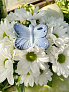 Oli&Carol    Blues the Butterfly ()