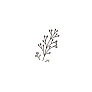 OLANT BABY     5  Winter thymes